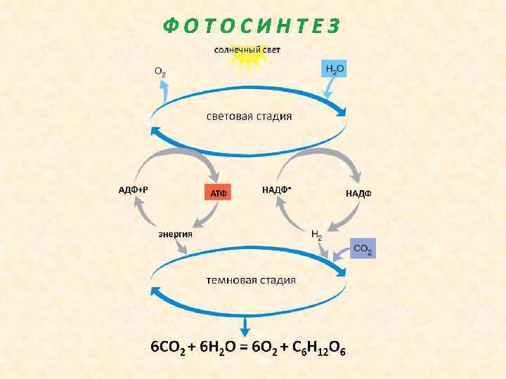 Синтез АТФ фотосинтез. Распад АТФ.