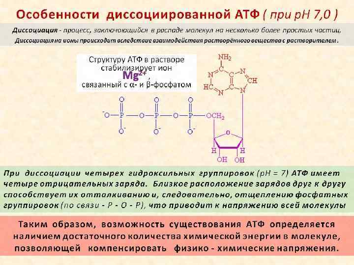Количество цепей атф. Химическая структура АТФ. Распад АТФ. Особенности химического строения АТФ. АТФ Кокарбоксилаза.