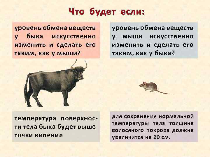 Что будет если: уровень обмена веществ у быка искусственно изменить и сделать его таким,