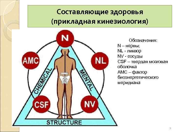 Составляющие здоровья (прикладная кинезиология) Обозначения: N – нервы; NL - ликвор NV - сосуды