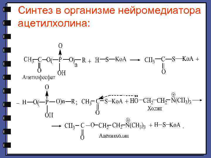 Синтез в организме нейромедиатора ацетилхолина: 