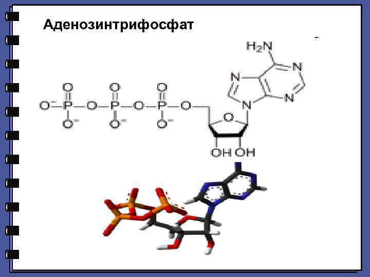 Аденозинтрифосфат 