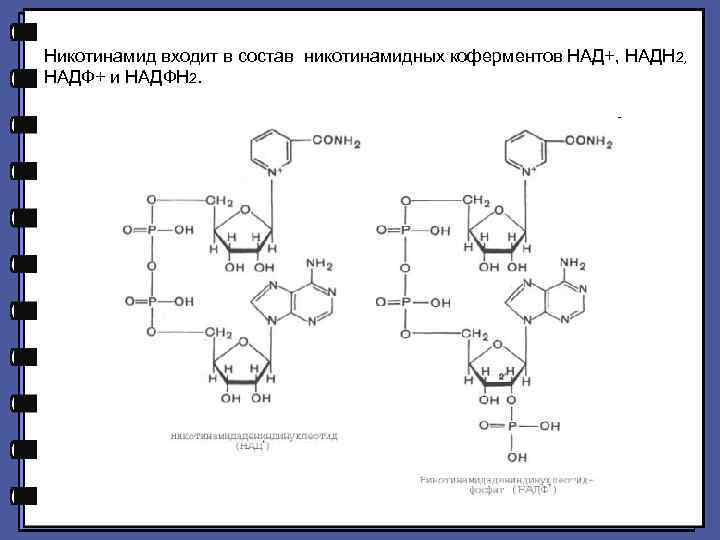 Никотинамид входит в состав никотинамидных коферментов НАД+, НАДН 2, НАДФ+ и НАДФН 2. 