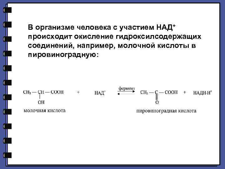 В организме человека с участием НАД+ происходит окисление гидроксилсодержащих соединений, например, молочной кислоты в