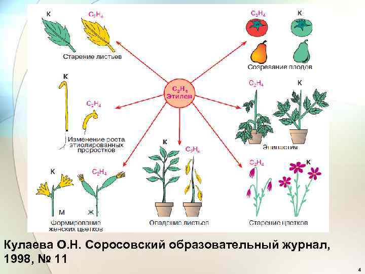 Кулаева О. Н. Соросовский образовательный журнал, 1998, № 11 4 
