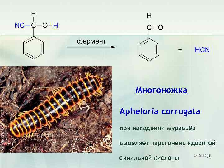 Многоножка Apheloria corrugata при нападении муравьёв выделяет пары очень ядовитой синильной кислоты 2/12/2018 23