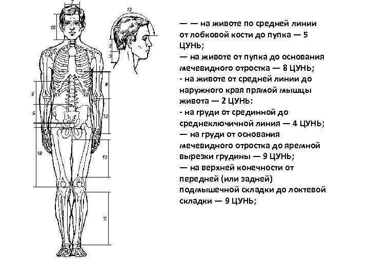— — на животе по средней линии от лобковой кости до пупка — 5