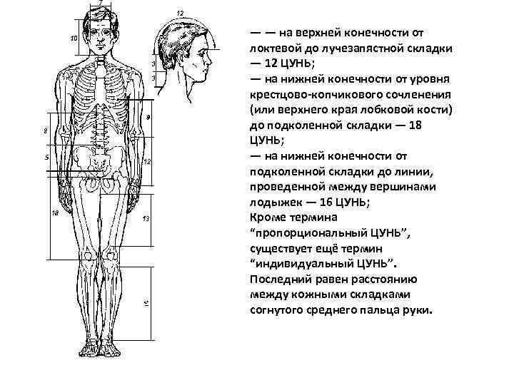 — — на верхней конечности от локтевой до лучезапястной складки — 12 ЦУНЬ; —
