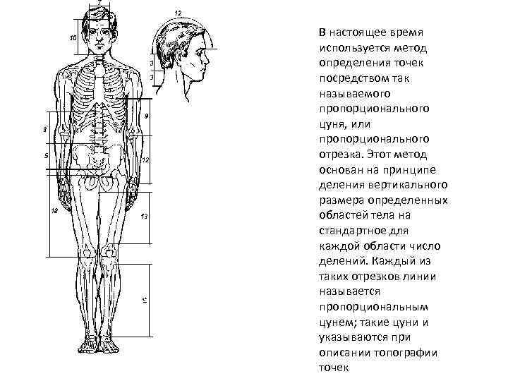 В настоящее время используется метод определения точек посредством так называемого пропорционального цуня, или пропорционального