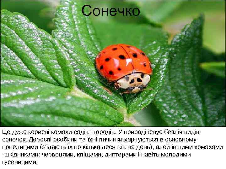 Сонечко Це дуже корисні комахи садів і городів. У природі існує безліч видів сонечок.
