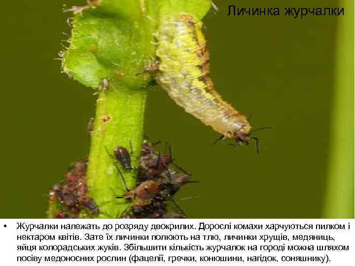 Личинка журчалки • Журчалки належать до розряду двокрилих. Дорослі комахи харчуються пилком і нектаром