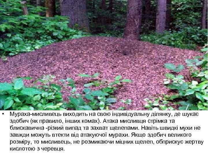  • Мураха-мисливець виходить на свою індивідуальну ділянку, де шукає здобич (як правило, інших