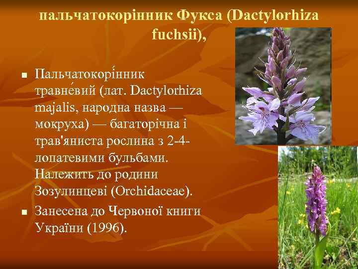 пальчатокорінник Фукса (Dactylorhiza fuchsii), n n Пальчатокорі нник травне вий (лат. Dactylorhiza majalis, народна