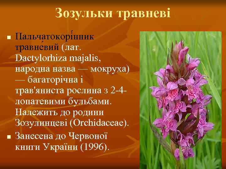 Зозульки травневі n n Пальчатокорі нник травне вий (лат. Dactylorhiza majalis, народна назва —