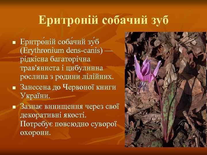 Еритроній собачий зуб n n n Еритро ній соба чий зу б (Erythronium dens-canis)