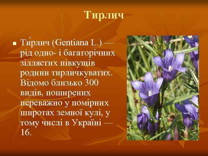 Тирлич n Ти рлич (Gentiana L. ) — рід одно- і багаторічних зіллястих півкущів