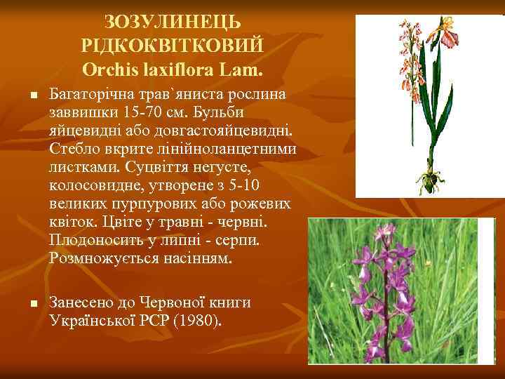 ЗОЗУЛИНЕЦЬ РІДКОКВІТКОВИЙ Orchis laxiflora Lam. n n Багаторічна трав`яниста рослина заввишки 15 -70 см.