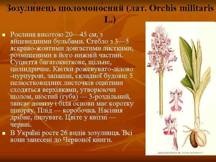 Зозули нець шоломоно сний (лат. Orchis militaris L. ) n n Рослина висотою 20—