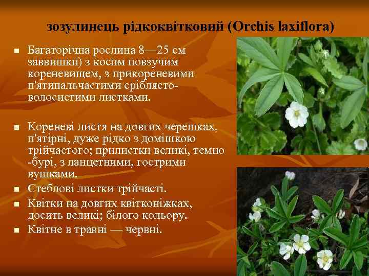 зозулинець рідкоквітковий (Orchis laxiflora) n n n Багаторічна рослина 8— 25 см заввишки) з