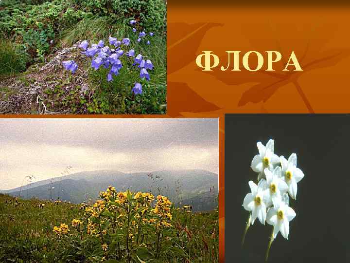 ФЛОРА 