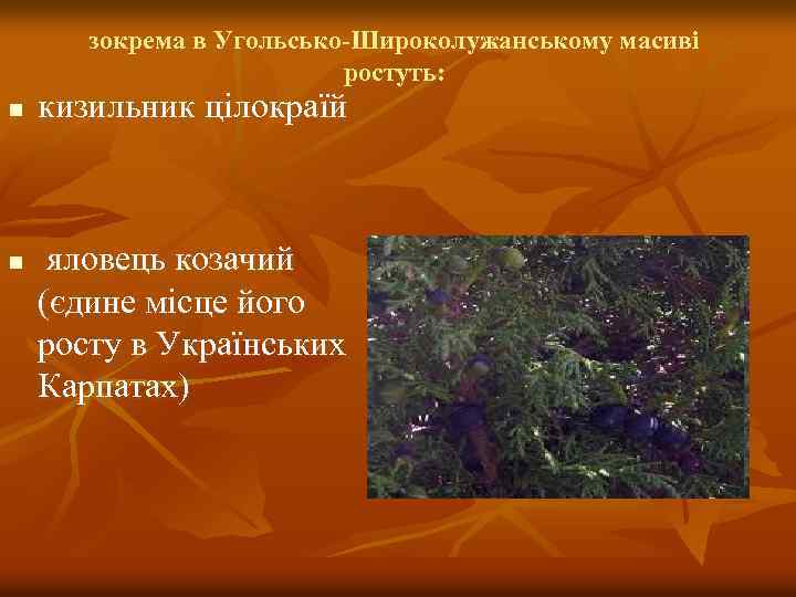 зокрема в Угольсько-Широколужанському масиві ростуть: n n кизильник цілокраїй яловець козачий (єдине місце його