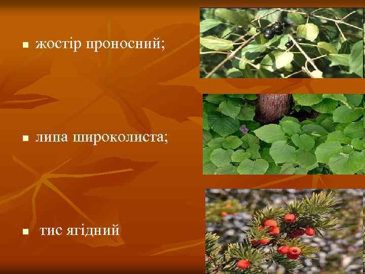 n жостір проносний; n липа широколиста; n тис ягідний 