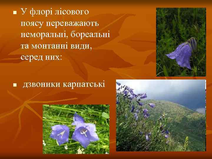n n У флорі лісового поясу переважають неморальні, бореальні та монтанні види, серед них: