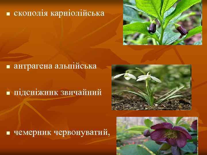 n скополія карніолійська n антрагена альпійська n підсніжннк звичайний n чемерник червонуватий, 