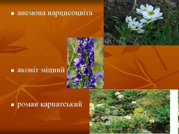 n анемона нарцисоцвіта n аконіт міцний n роман карпатський 