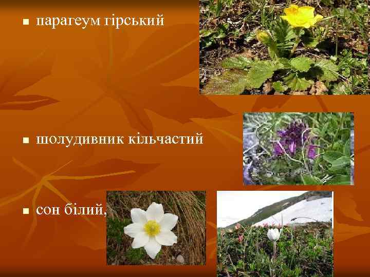 n парагеум гірський n шолудивник кільчастий n сон білий, 