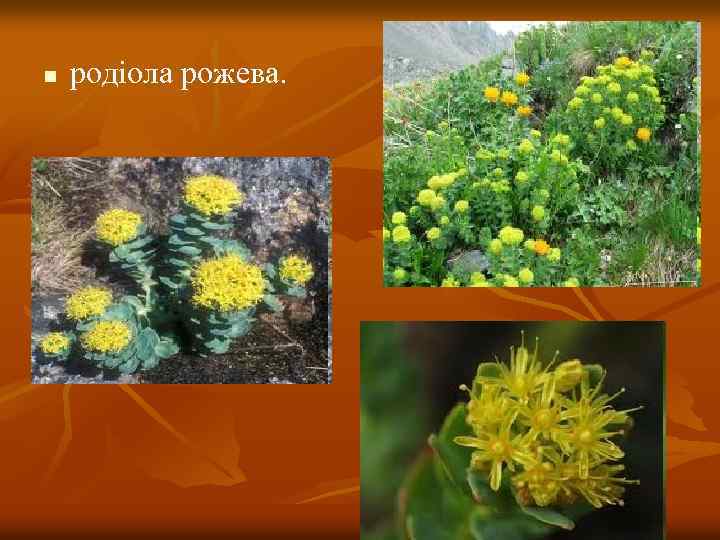 n родіола рожева. 