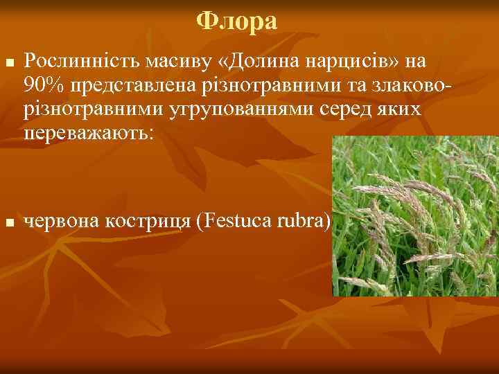 Флора n n Рослинність масиву «Долина нарцисів» на 90% представлена різнотравними та злаковорізнотравними угрупованнями