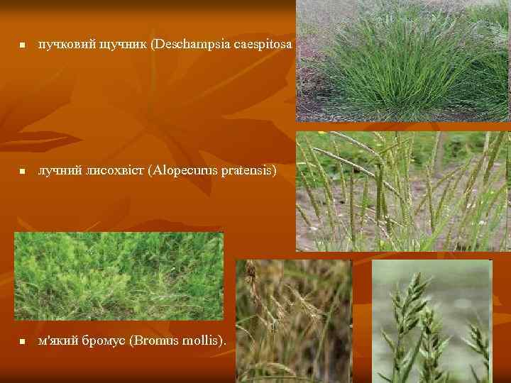 n пучковий щучник (Deschampsia caespitosa n лучний лисохвіст (Alopecurus pratensis) n м'який бромус (Bromus