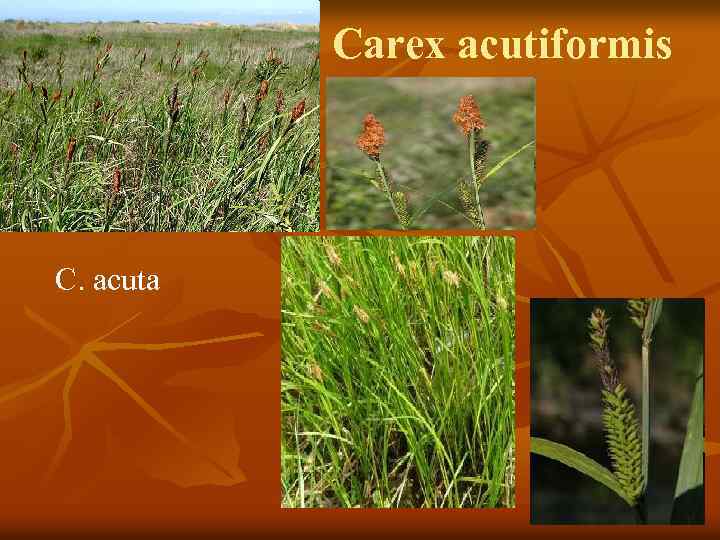 Carex acutiformis C. acuta 