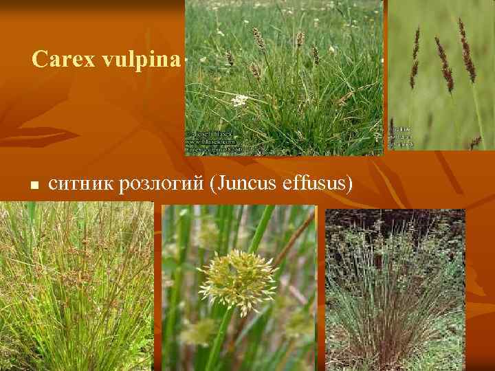 Carex vulpina n ситник розлогий (Juncus effusus) 