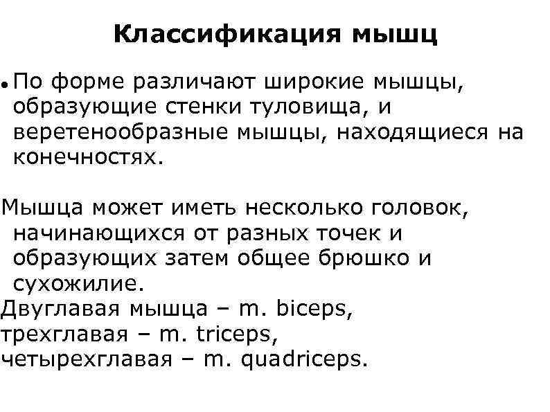 Классификация мышц По форме различают широкие мышцы, образующие стенки туловища, и веретенообразные мышцы, находящиеся