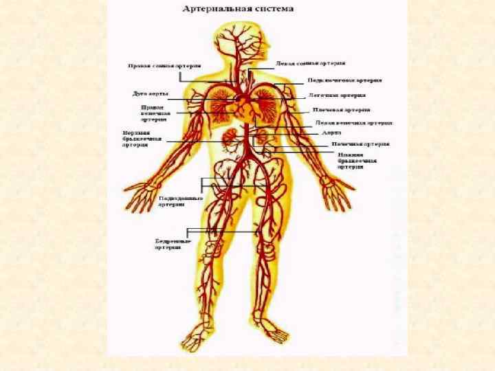 Общий план строения артерий