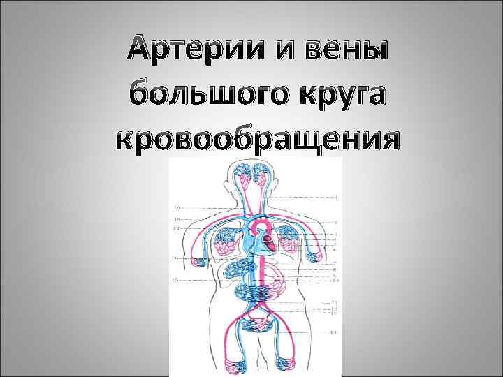 Вены большого круга. Сосуды большого круга кровообращения артерии. Артерии и вены большого круга кровообращения. Основные вены большого круга кровообращения. Вены большого круга кровоораще.