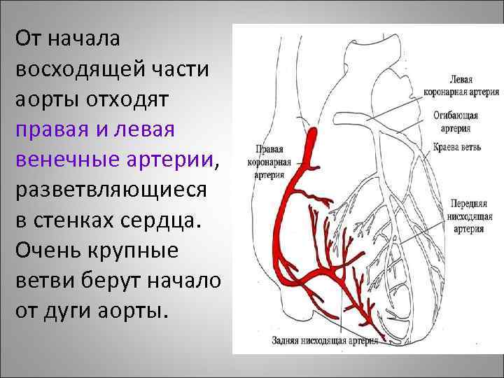 Коронарные артерии где находятся у человека фото