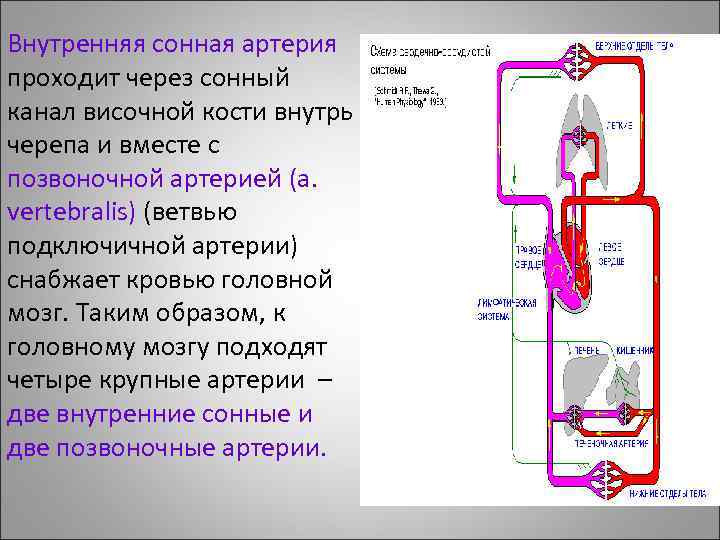 Общая сонная артерия схема графологическая