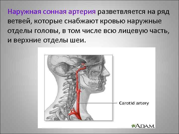 Наружная сонная артерия презентация