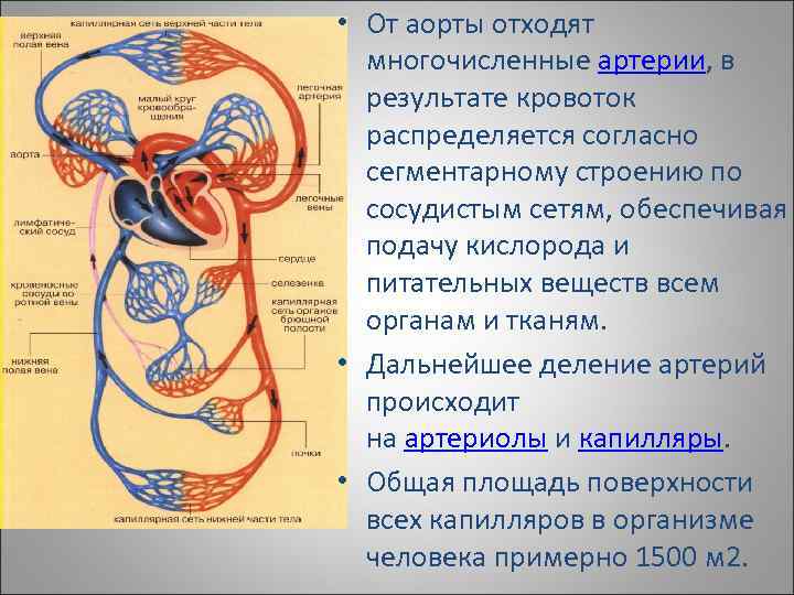 Происходит образование венозной крови из артериальной круг. Артериальная и венозная кровь. Вены большого круга кровообращения. В артериях артериальная кровь в венах венозная.