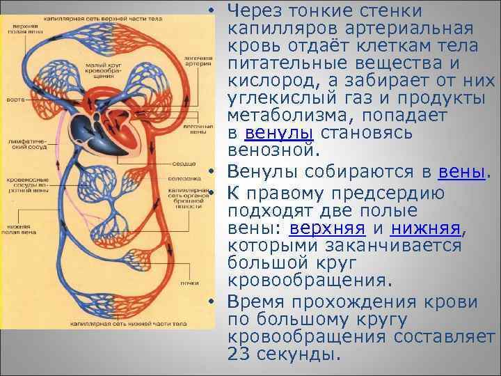 По артериям большого круга течет