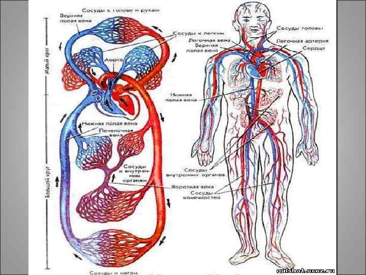 Венозное кровообращение