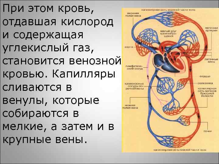 В артериях малого круга кровообращения течет