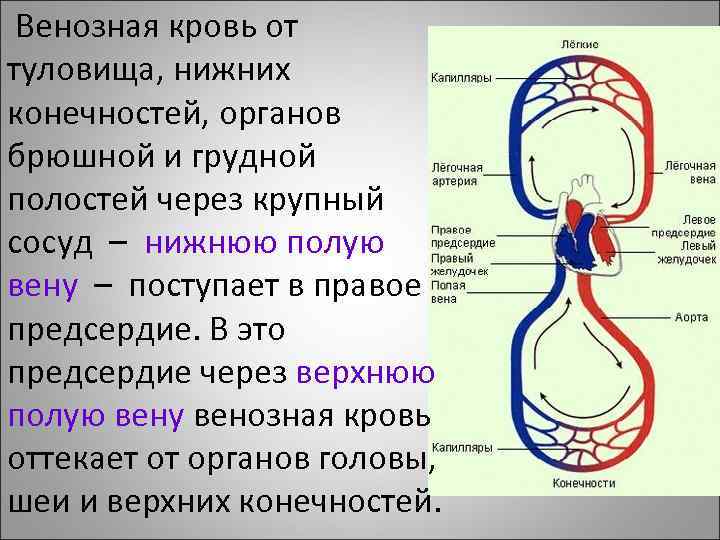 Схема кровеносной системы бесхвостой амфибии артериальная и венозная