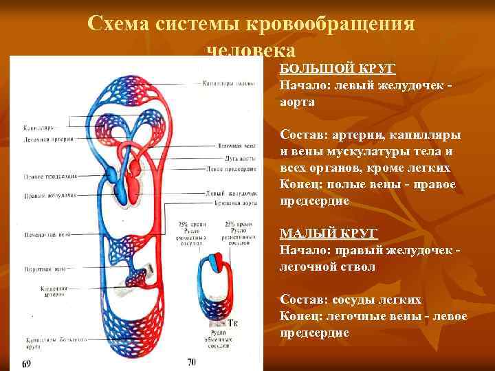 Схема системы кровообращения человека БОЛЬШОЙ КРУГ Начало: левый желудочек аорта Состав: артерии, капилляры и