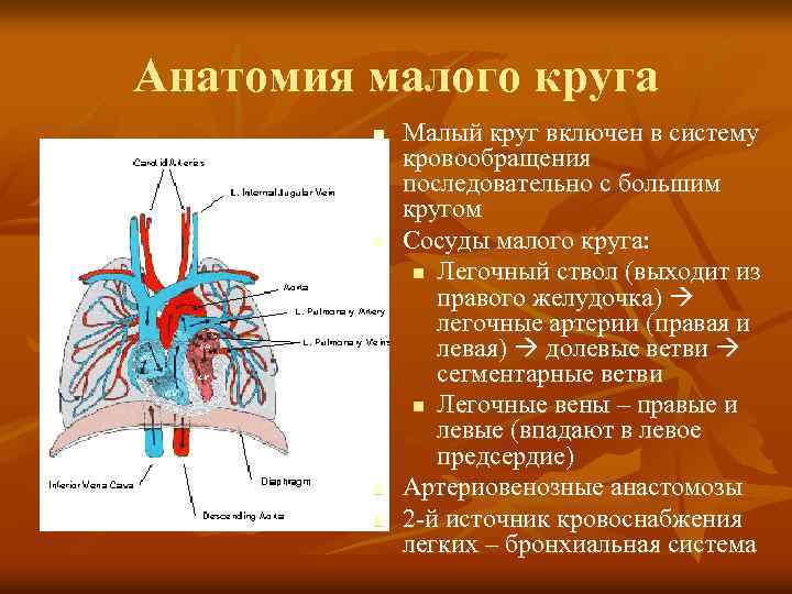 Легочных артериях легочных венах