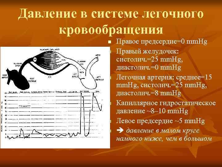 Давление в системе легочного кровообращения n n n Правое предсердие=0 mm. Hg Правый желудочек: