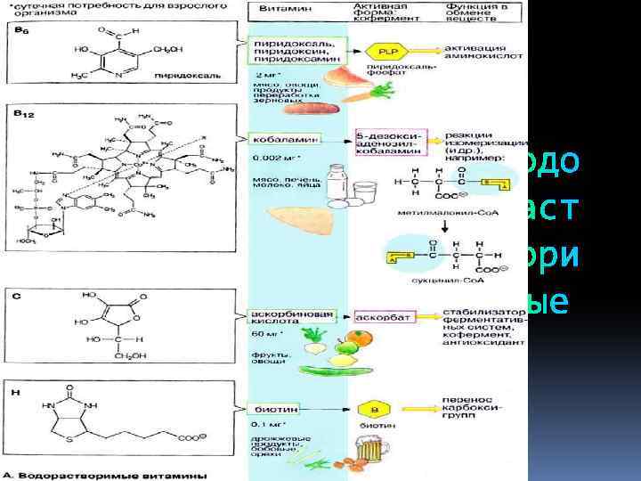 Обмен витамина д в организме схема